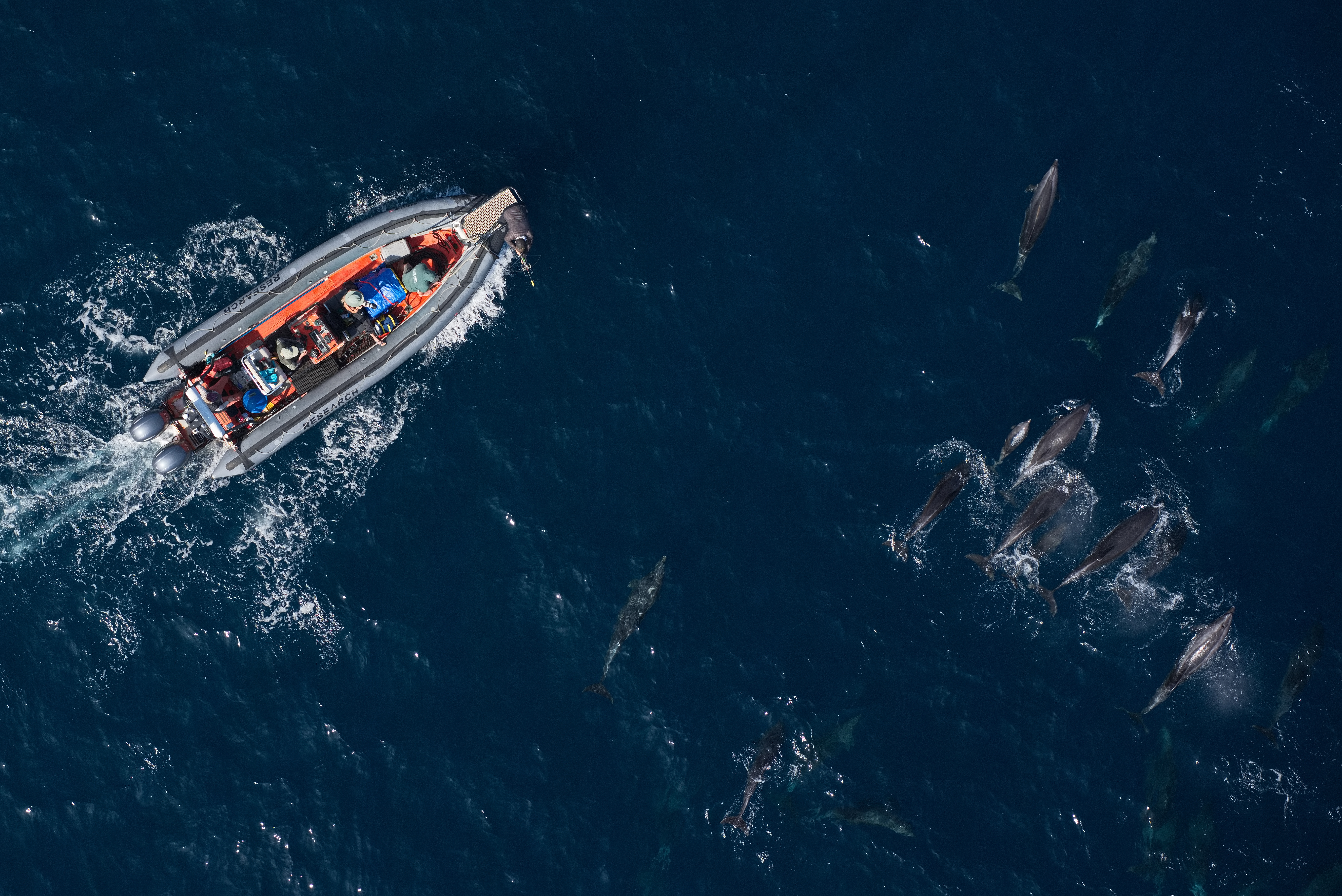 An overhead view, from a drone, of a small rigid-hull 
		inflatable research vessel driving near a group of common dolphins. 